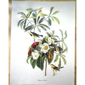 Audubon Birds of America Bachman's Warbler Original Print Vtg 1950 Peterson 9x12